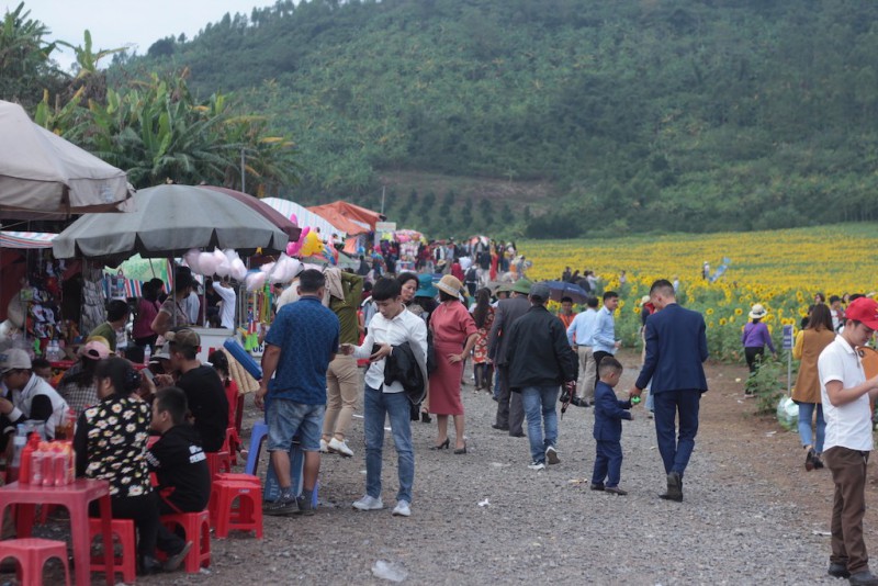 Văn hoá - Chiêm ngưỡng cánh đồng hoa hướng dương lớn nhất Việt Nam khiến du khách ngẩn ngơ
