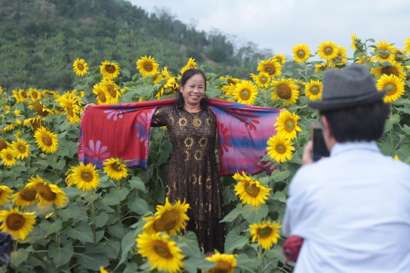 Văn hoá - Chiêm ngưỡng cánh đồng hoa hướng dương lớn nhất Việt Nam khiến du khách ngẩn ngơ (Hình 6).
