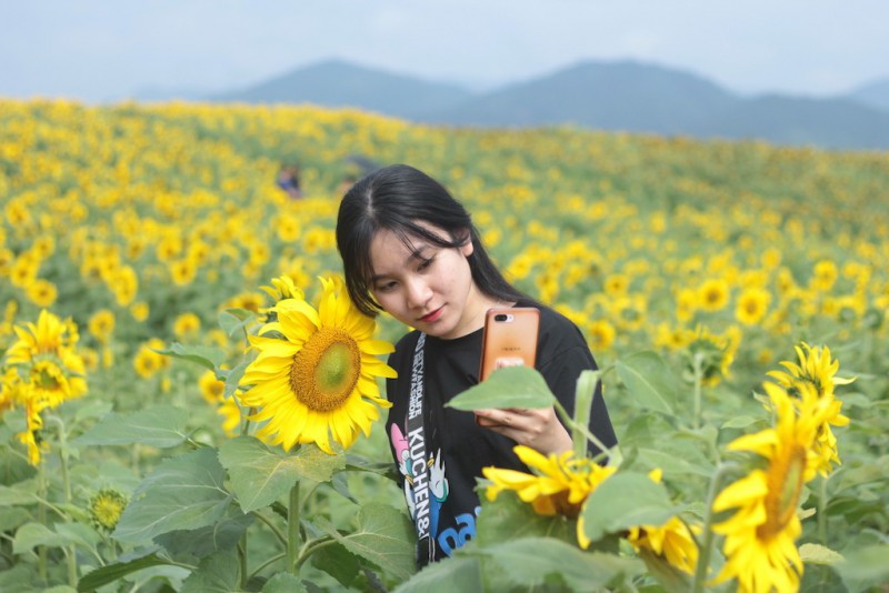 Văn hoá - Chiêm ngưỡng cánh đồng hoa hướng dương lớn nhất Việt Nam khiến du khách ngẩn ngơ (Hình 13).