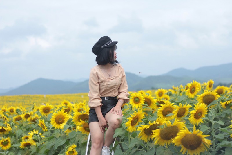 Văn hoá - Chiêm ngưỡng cánh đồng hoa hướng dương lớn nhất Việt Nam khiến du khách ngẩn ngơ (Hình 11).