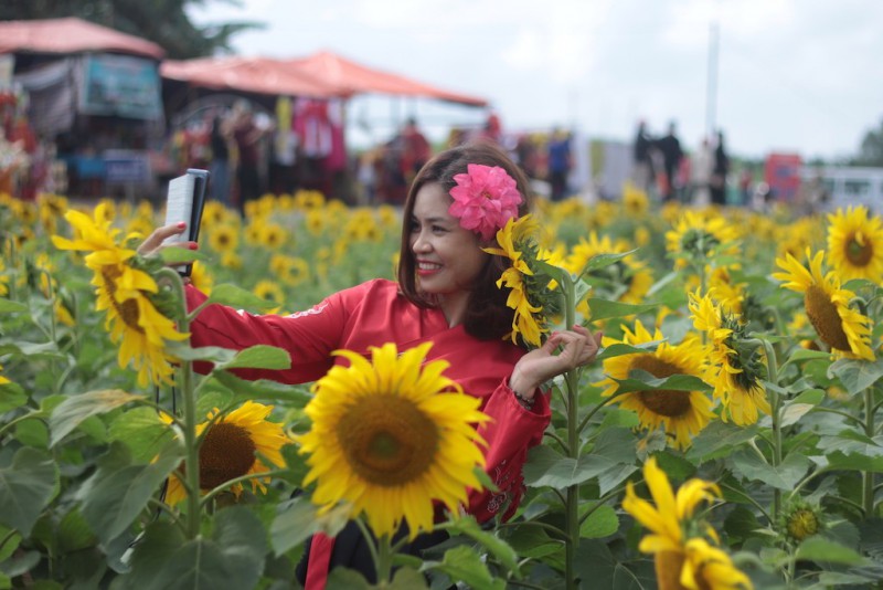 Văn hoá - Chiêm ngưỡng cánh đồng hoa hướng dương lớn nhất Việt Nam khiến du khách ngẩn ngơ (Hình 12).