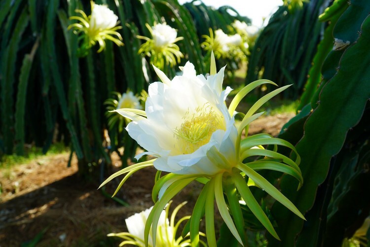 Hoa thanh long đầy quyến rũ trong một vườn thanh long ở Bình Thuận. Ảnh: Việt Quốc