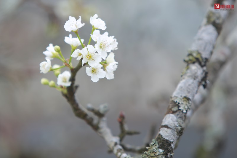 Tin nhanh - Hoa lê rừng trắng tinh khôi xuống phố khoe sắc sau Tết (Hình 4).