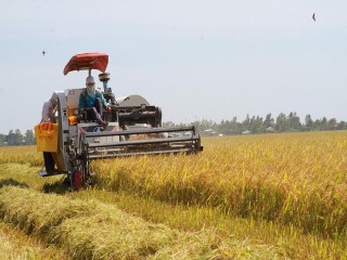 Giá lúa gạo hôm nay ngày 8/10: Giá ổn định, giao dịch trầm lắng