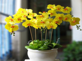 Hoa lan màu vàng – Những ý nghĩa của hoa lan màu vàng có thể bạn chưa biết