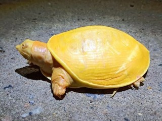 Rùa vàng quý hiếm xuất hiện
