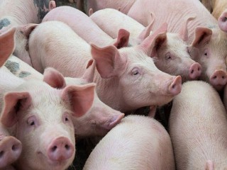 Giá lợn hơi hôm nay 13/11: Đồng loạt giảm tại nhiều địa phương trên cả nước