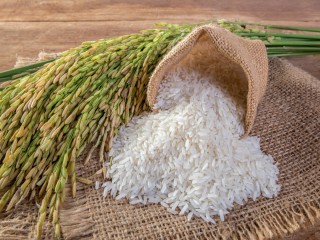 Giá lúa gạo hôm nay ngày 24/11: Giá lúa gạo bất ngờ quay đầu giảm