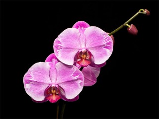 Cách trồng các loại giống Hồ điệp - Phalaenopsis
