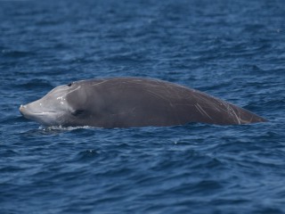 Loài cá voi mới được phát hiện ở Mexico