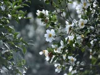 Du lịch Bình Liêu: Ngắm rừng hoa sở phủ sắc trắng tinh khôi