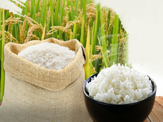 Giá lúa gạo hôm nay ngày 25/12: Giá lúa gạo chững lạ