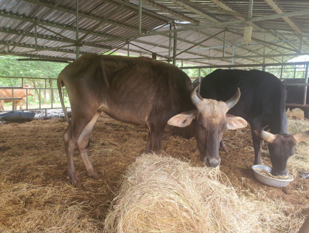 Ninh Thuận: Đàn bò tót gầy trơ xương sẽ được thả ra môi trường bán tự nhiên