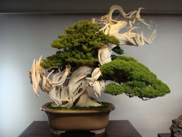 Kỹ thuật trồng bonsai cơ bản